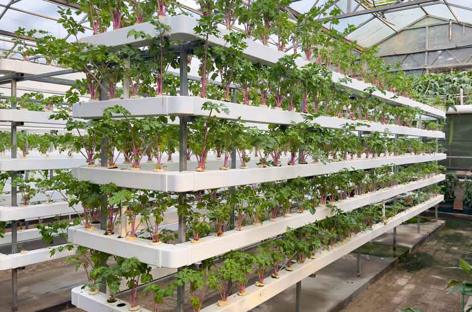 Hydroponic & Soilless Cultivation
