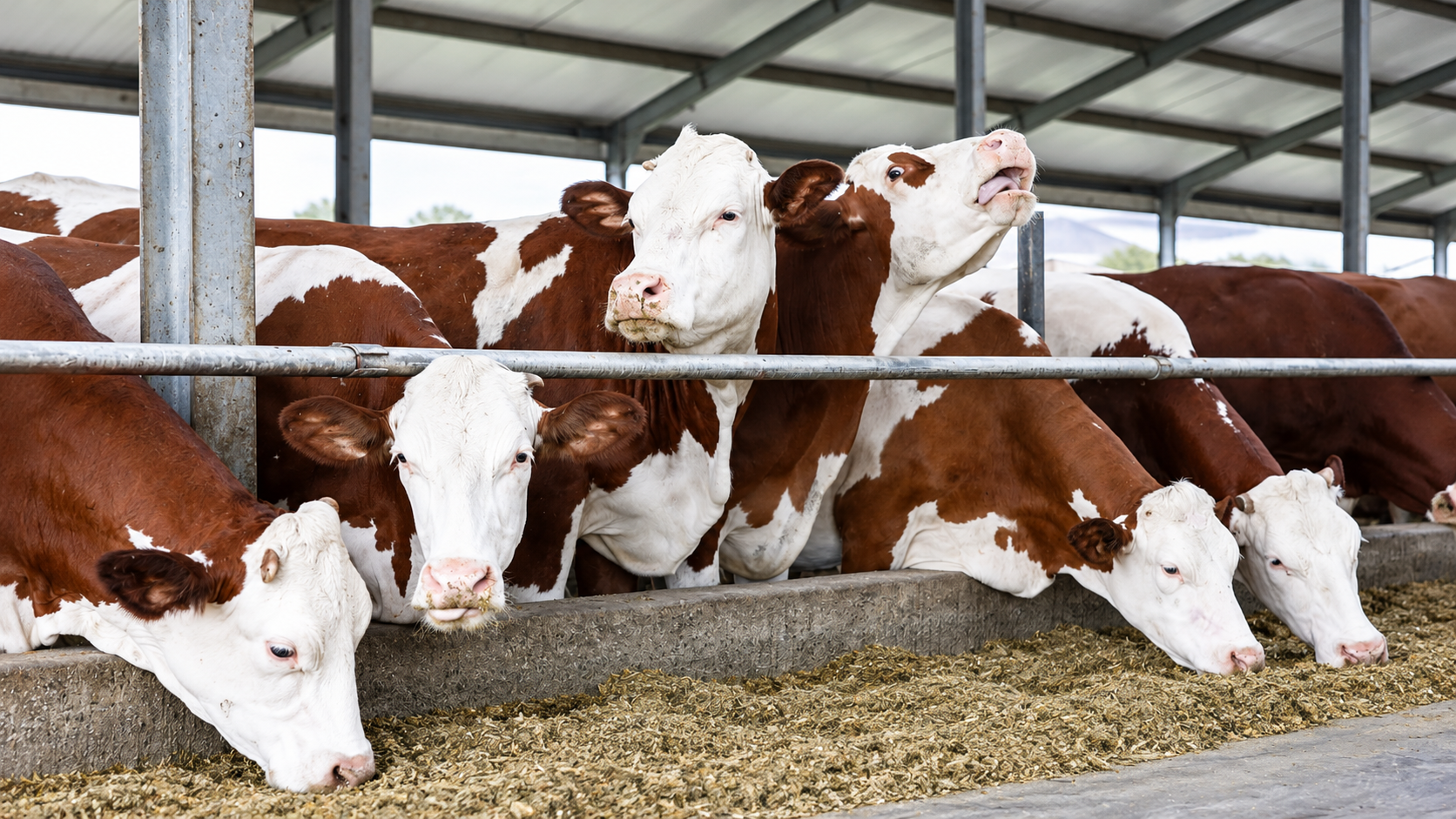 Design priorities for livestock operations