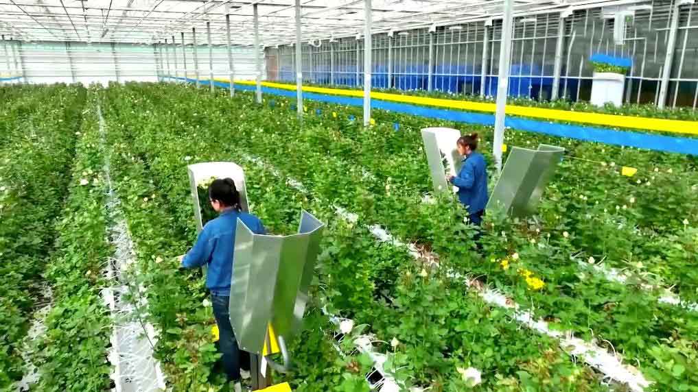 Commercial greenhouse growing area with crop rows and working aisles