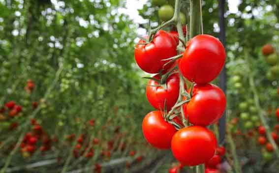 High-value vegetable production